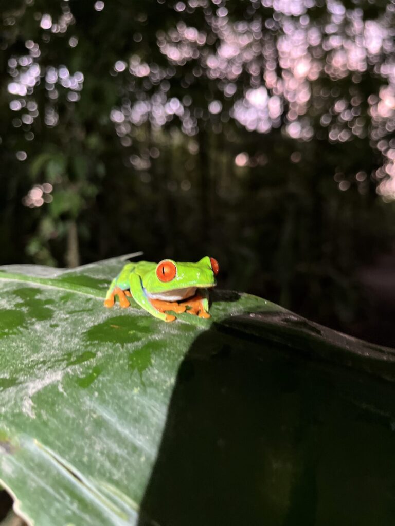 コスタリカの代表的なカエルであるアカメアマガエルの画像