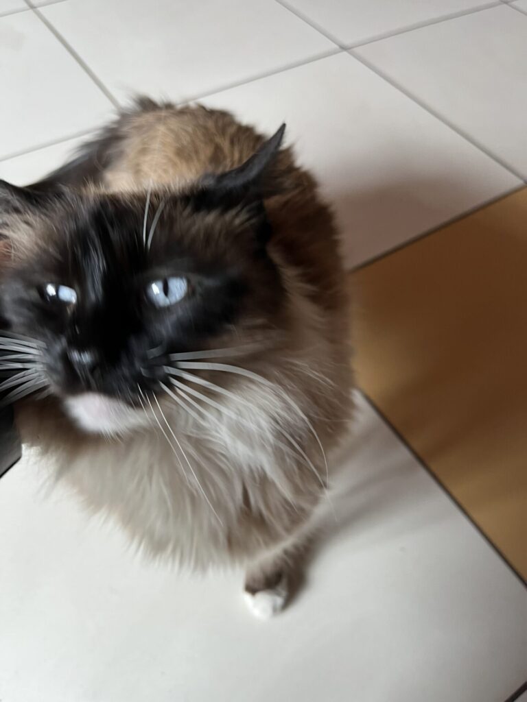 クスコにホテルにいたネコちゃんの画像
